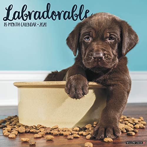 Labradorable 2020 Wall Calendar (Dog Breed Calendar) by 