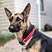 Premium Dog Collars | Reflective Lines for Safer Night Walks | Padded Webbing Protects Dogs From Rashes | Weather-proof Nylon Material Will Not Bleed Color | For Medium & Large Dogs | Red