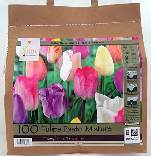 Mixed Pastel Triumph Tulip 100 Bulbs - Huge Savings! - 12/+ cm Bulbs