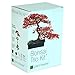 Plant Theatre Bonsai Trio Kit, 3 Distinctive Bonsai Trees to Grow primary
