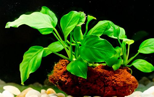 Greenpro (Anubias Nana Petite Lava Stone) Anubias, Java Fern, Moss and More! Freshwater Live Aquarium Plants on Driftwood for Aquatic Tropical Fish Tank Decorations - Easy to Drop - Thumbnail 2