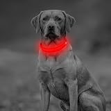 YFbrite Light Up Dog Collar Rechargeable LED Red Large view 2