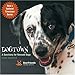Dogtown: A Sanctuary for Rescued Dogs by 
