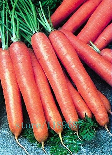 Kalash New 100pcs Sweet Carrot Organic Vegetable Seeds for Gardening Orange red