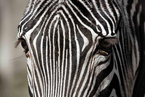 Sanbay Art Christmas Gift Modern Giclee Canvas Prints Stretched Artwork Abstract Animal Zebra to Photo Paintings Wood Framed Inside Wall Art for Wall Decor