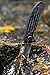 Kuuma 51910 Spring Assisted Knife (Fine Edge,4.5