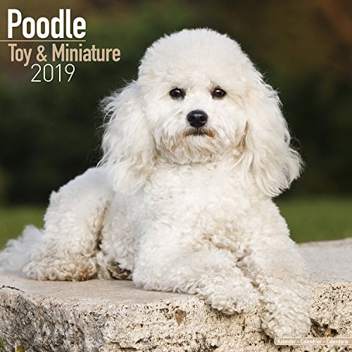 square toy poodle
