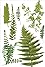 Martha Stewart Crafts Stickers, Fern