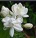 Sd1163 Jasmine Seeds(arabian Nights）, Jasmine Flower Seeds, Non-genetically Modified Seeds (25 Seeds)