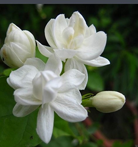 Sd1163 Jasmine Seeds(arabian Nights）, Jasmine Flower Seeds, Non-genetically Modified Seeds (25 Seeds)