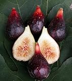 LSU Purple Edible Fig Plant - Ficus carica - Sweet - 2.5