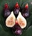 LSU Purple Edible Fig Plant - Ficus carica - Sweet - 2.5" Pot