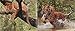 Amazing Animals, 10 Jigsaws