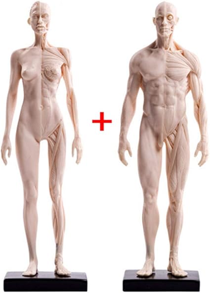 Amazon Com Human Anatomy Figure Female Male Musculoskeletal Anatomy Model Human Anatomical Muscle Bone Model Pu Material For Medical Artist Drawing Study A Sports Outdoors