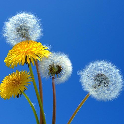 WYKsoku 50Pcs Dandelion Herb Taraxacum Officinale Seeds Yellow Flowers Yard Garden Decor