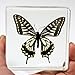 REALBUG Asian Swallowtail Butterfly Paperweight(3x3x1)