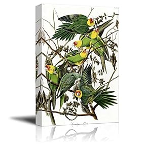 Beautiful Illustration of a Carolina Parakeets by John James Audubon - Canvas Art Home Art - 12x18 inches