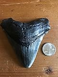Genuine High Quality Fossilized Carcharocles Megalodon Shark Tooth 3-4 Inches Length