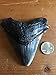 Genuine High Quality Fossilized Carcharocles Megalodon Shark Tooth 3-4 Inches Length
