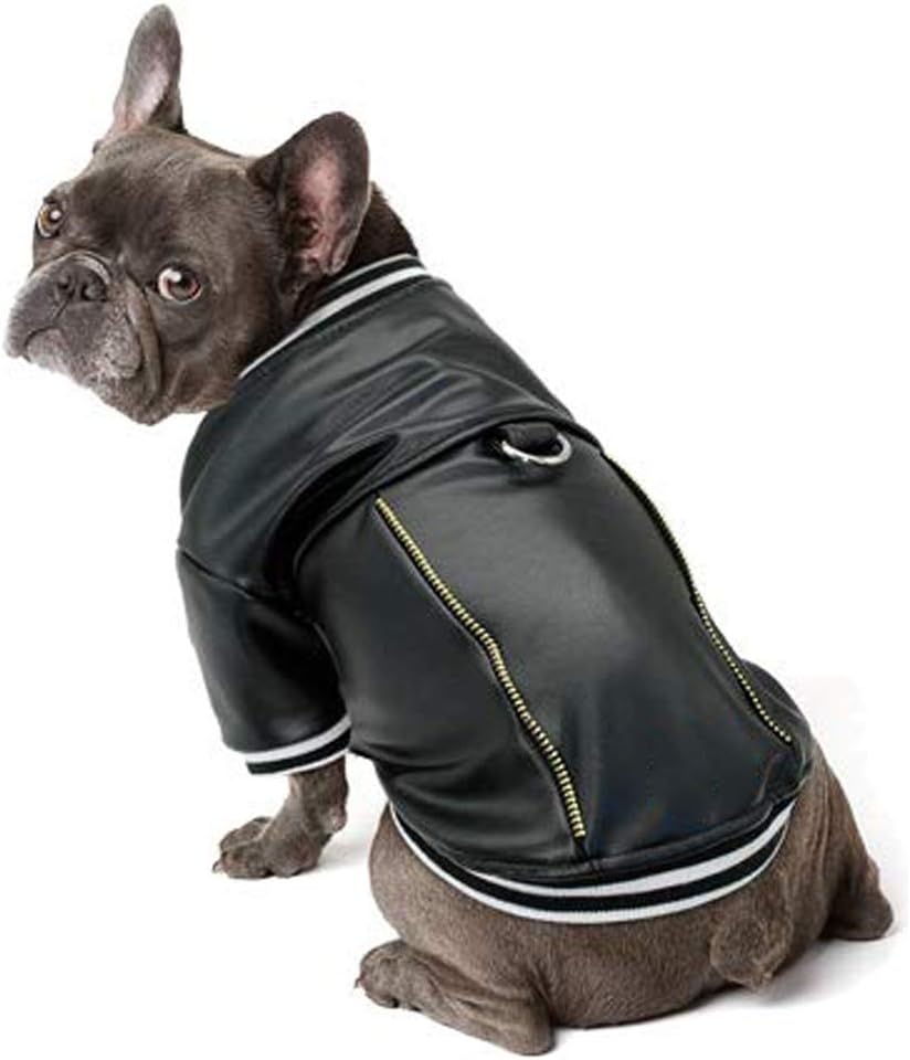 chihuahua leather jacket