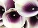 Winterworm Latex Real Touch Artificial Calla Lily Flower Bouquet Wedding Party Home Garden Restaurant Decoration Valentine Gifts - Bunch of 10 (Dark-Purple)