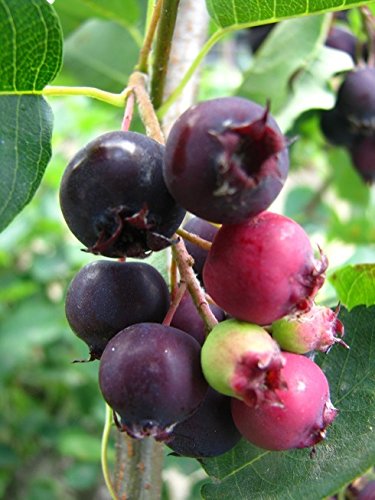 Саженцы Ирги Купить В Минске