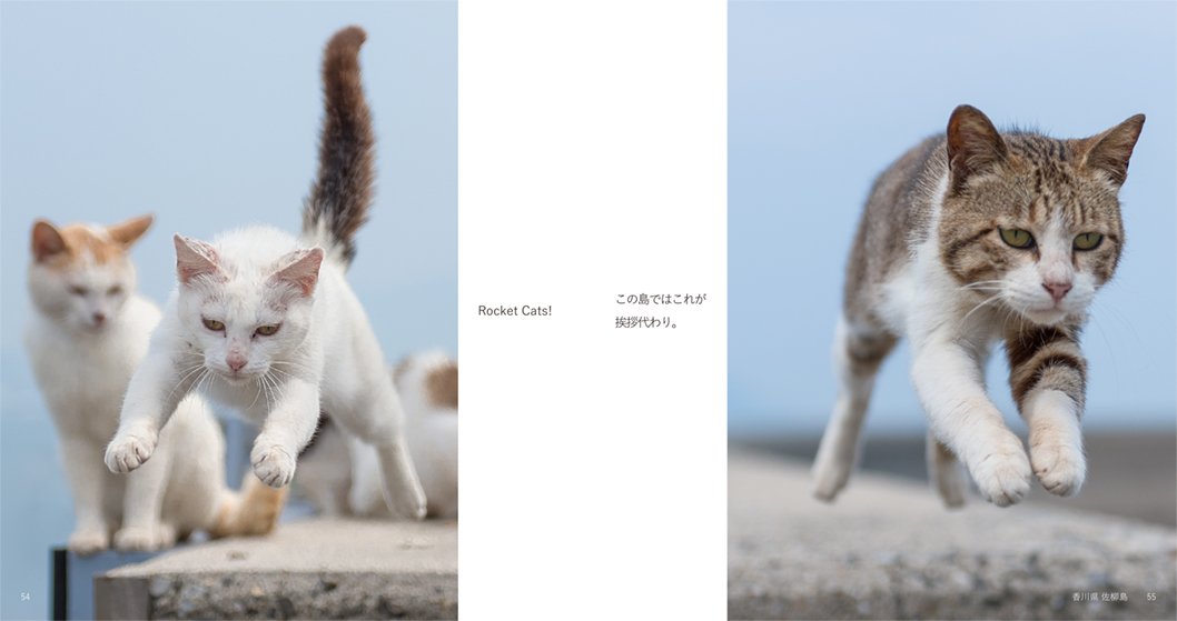 島ねこぽん Amazon Com Books