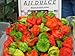 Aji Dulce Pepper Seeds 30 Pack - Organic (Non-GMO) by OrganicSeedSupply