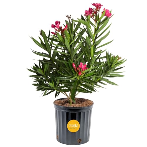 Costa Farms Oleander, Live Indoor Plant, Easy Care, Home Decor