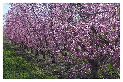 Santa Rosa Plum (Prunus Salicina)-1 1/2 Yr Old Healthy Bare Root Fruit Tree-1 Each