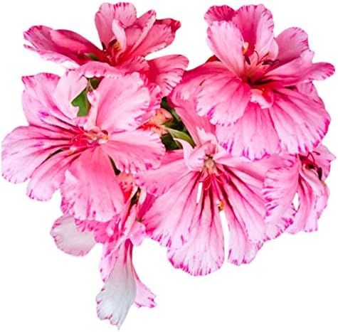 Homegrown Packet Geranium Seeds, Bulk Seeds, Jean Geranium, Quantity (80)