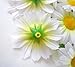 (24) Silk White Gerbera Daisy Flower Heads , Gerber Daisies 1.75