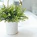 Nahuaa 4Pcs Fake Boston Fern Plants Artificial Evergreen Shrubs Faux Plastic Greenery Bushes Bundles Indoor Outdoor Hanging Basket Filler Home Kitchen Table Centerpieces Arrangement Spring Decorations