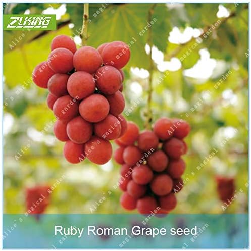 FAGRO 10 Pcs Ruby Roman Grape Bonsai Delicious High Economic Value Important Nutritional and Medicinal Fruit