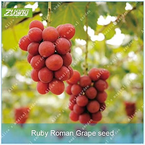 AGROBITS ZLKING10 piezas de Rubí romana uva Bonsai delicioso alto ...