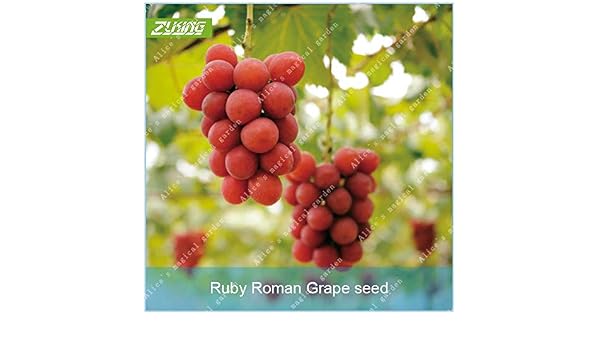 AGROBITS ZLKING10 piezas de Rubí romana uva Bonsai delicioso alto ...