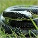 Fake Snake Fake Poo Realistic Roaches Prank Kits for Halloween April Fool's Day Prank Supplies Party Decoration Garden Props and Practical Joke