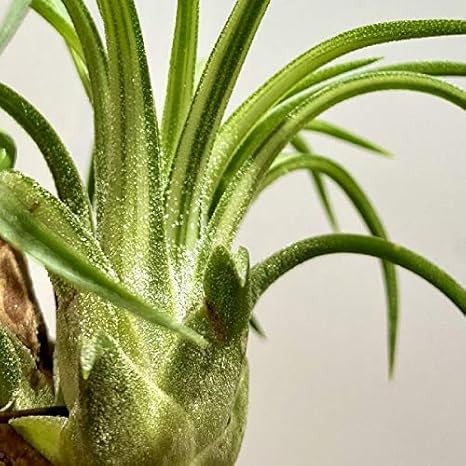 Amazon Co Jp おしゃれ 観葉植物 エアープランツ チランジア イオナンタ バリエガータ バーク付け Diy 工具 ガーデン