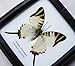 INSECTFARM Framed Real Beautiful Fivebar Swordtail Butterfly Collection Gift Display Insect Taxidermy - BTF01J2