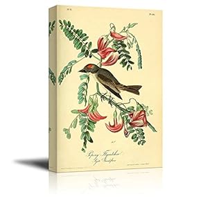 Beautiful Illustration of a Pipiry Flycatcher by John James Audubon - Canvas Art Home Art - 12x18 inches