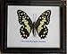 Insectfarm Framed Real Lime Butterfly Taxidermy and Insect Gift or Collection