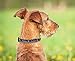 MLB New York Yankees Licensed PET COLLAR- Heavy-Duty, Strong, and Durable Dog Collar. Available in 29 Baseball Teams and 4 Sizes