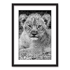 Framed Wall Art - A Lion Cub in Black White - Black Picture Frames White Matting - 23x31 inches