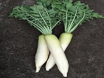 Amazon Com Sd0244 Turnip Radish Vegetable Seeds White Color