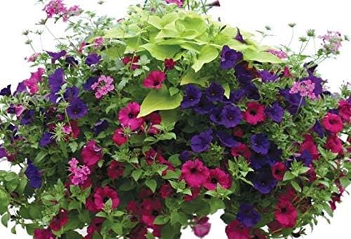 XIANJIA - 100 Pcs Hanging Petunia Flower Seeds Mixed Colors Flower Perennial Bonsai Petunia Seeds Perennial Hardy Shine Your Garden