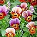 Outsidepride Viola Angel Blueberry Glow - 50 Seeds