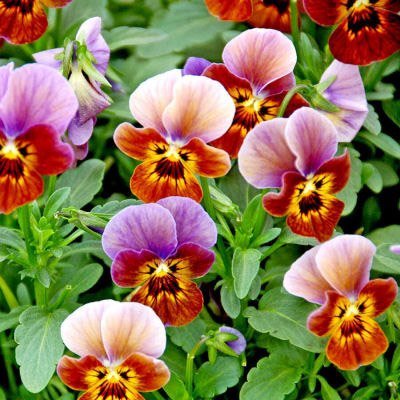 Outsidepride Viola Angel Blueberry Glow - 50 Seeds Outsidepride Viola Angel Blueberry Glow - 50 Seeds