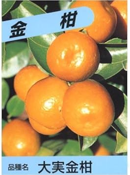 Amazon 金柑なのに大きい 大実金柑 1年生 苗木 苗