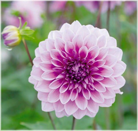 Amazon 皇帝ダリア ガッツァリア 八重咲きピンク １株 待望の新色登場 花