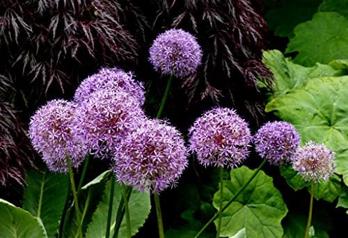 1 Bulb of Allium Giant 'Globemaster' 20/+ cm. Huge Bulbs! Ornamental Onion